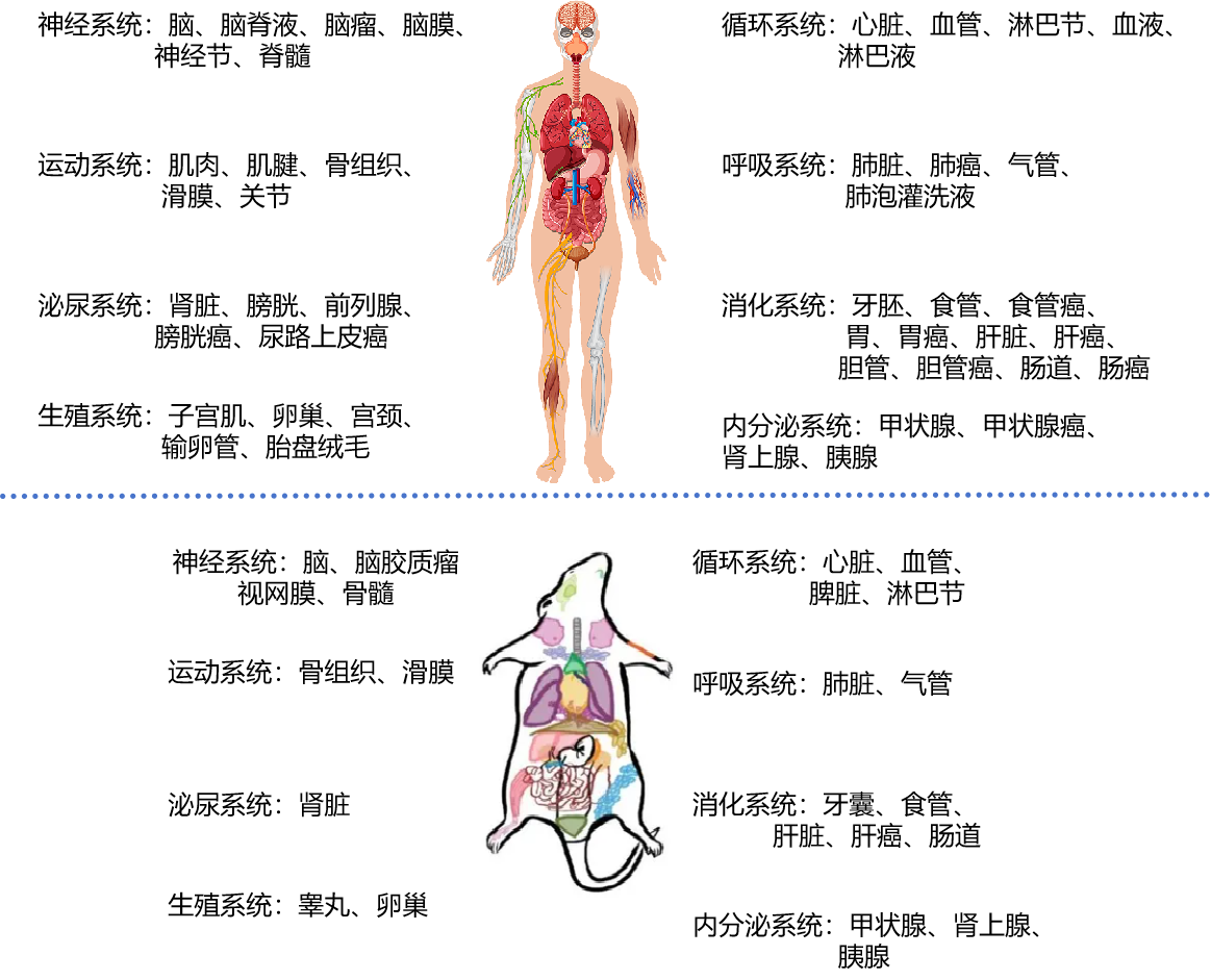 人鼠解離經(jīng)驗.png